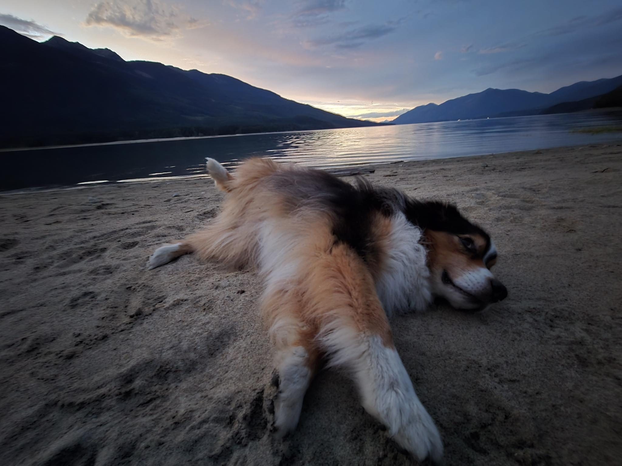 Cooper the Australian shepherd sprawled flat on a beach at dusk, head low and legs stretched towards the camera, the lake and mountains behind him.