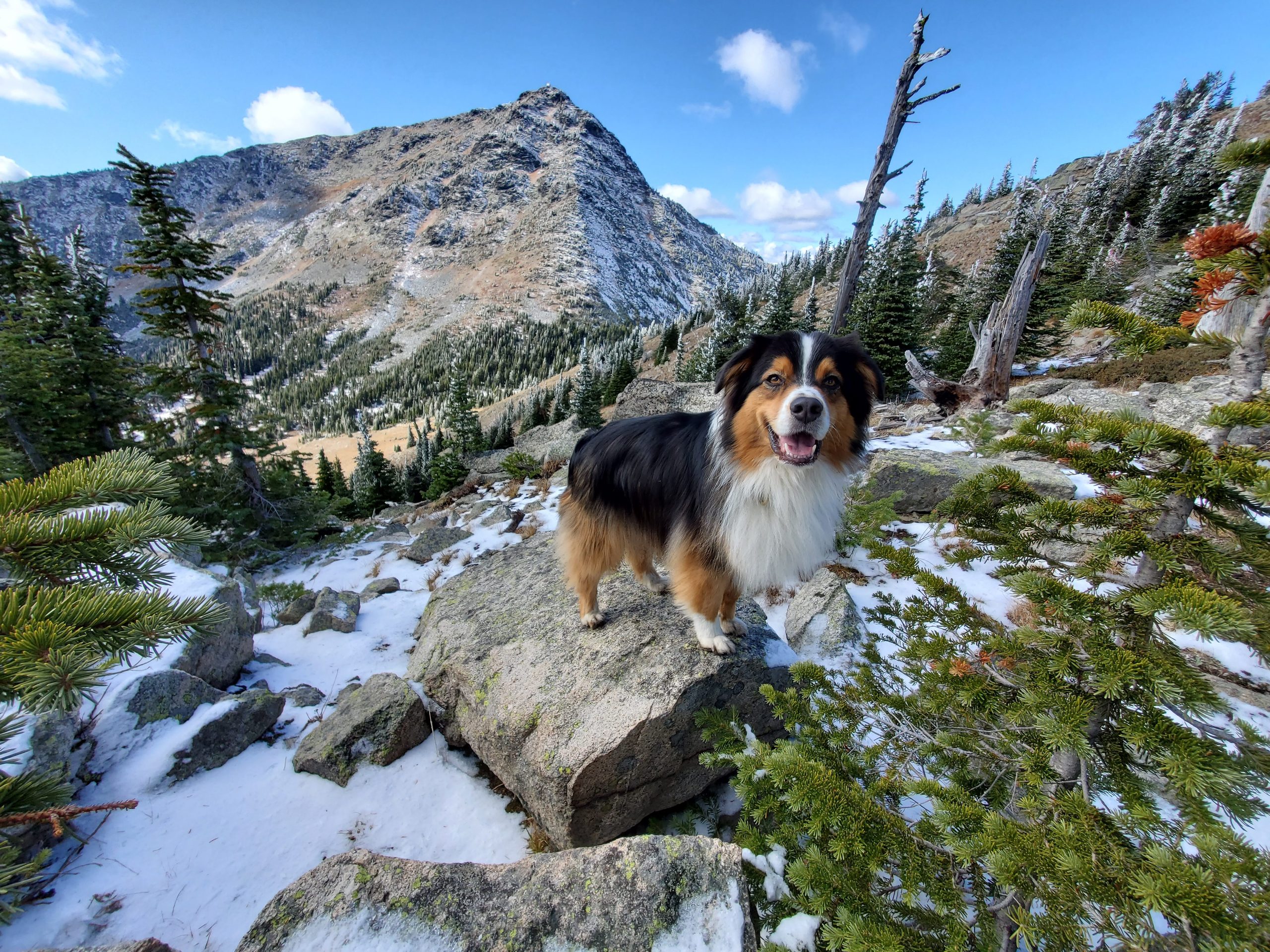 Cooper the Australian shepherd standing on a rocky outcrop on a snowy ridge, with mountain peaks and larch trees behind him.