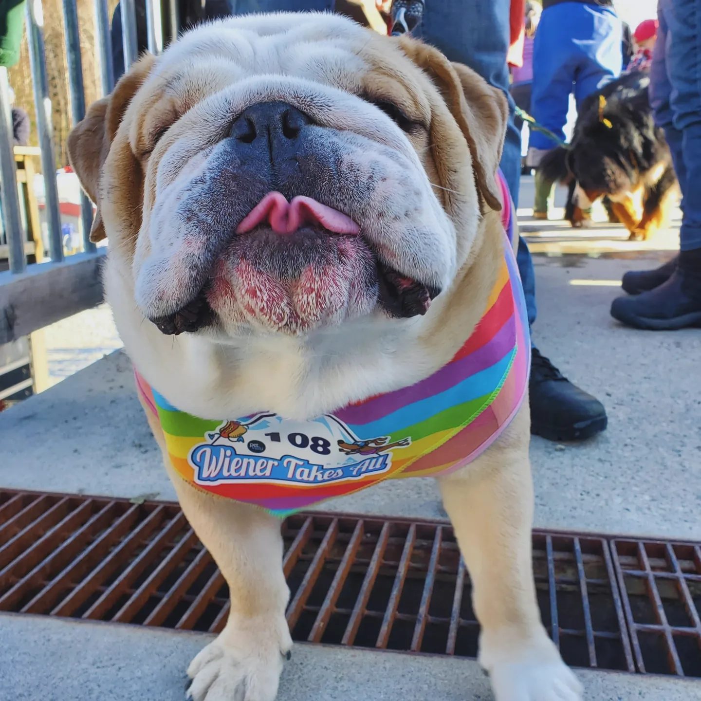 Nash the bulldog in a bandana at the Wiener Takes All race.