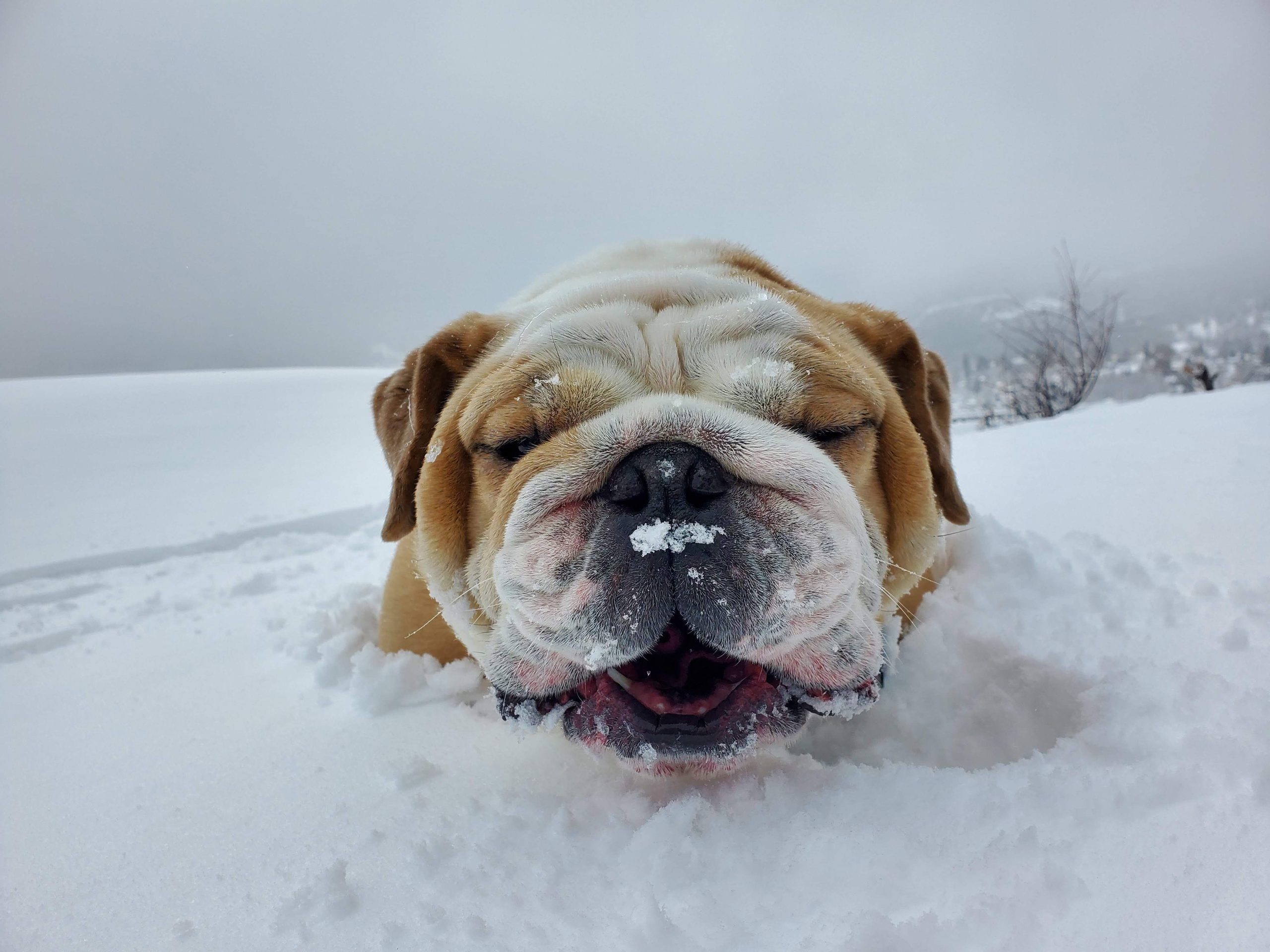 Nash the bulldog lying nose first in deep snow, only his head and closed eyes showing.