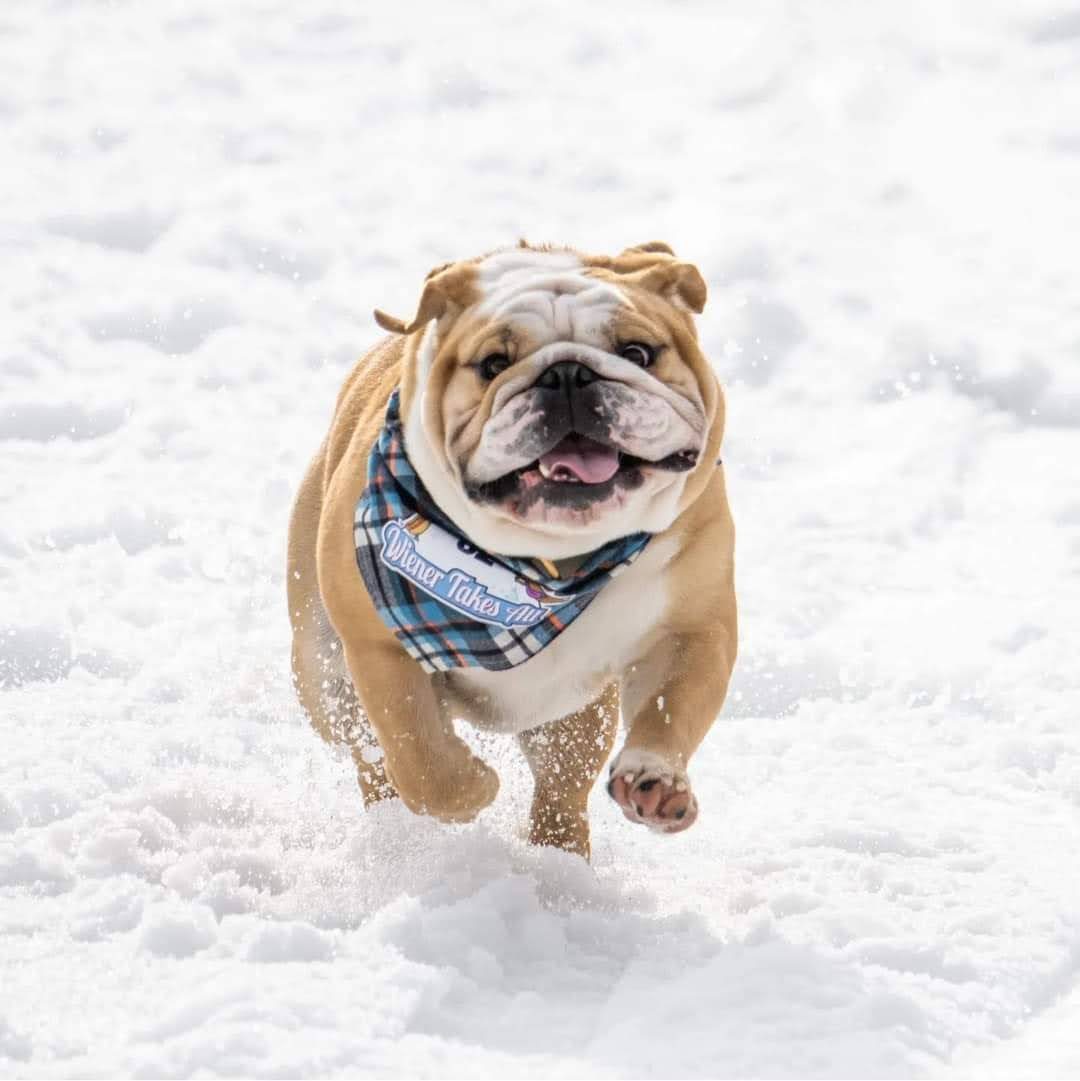 Nash the bulldog running through deep snow in a plaid bandana.