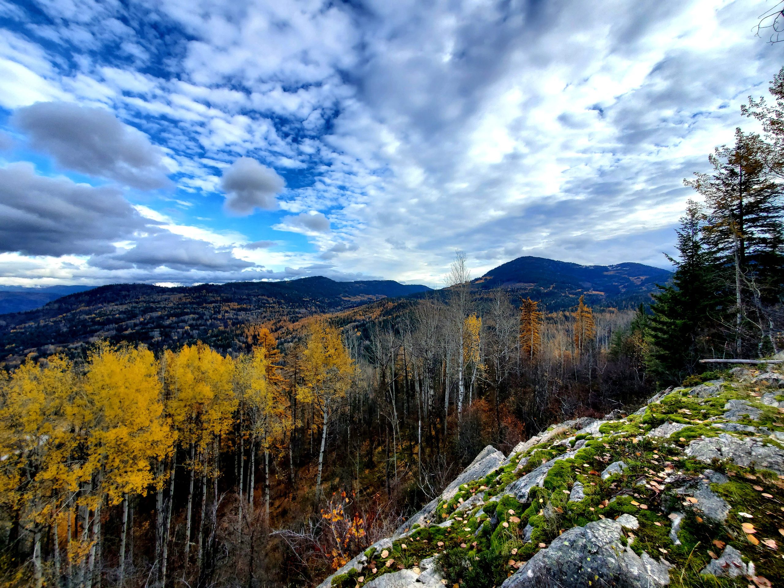 Golden larches standing out on the slopes above Rossland in autumn.