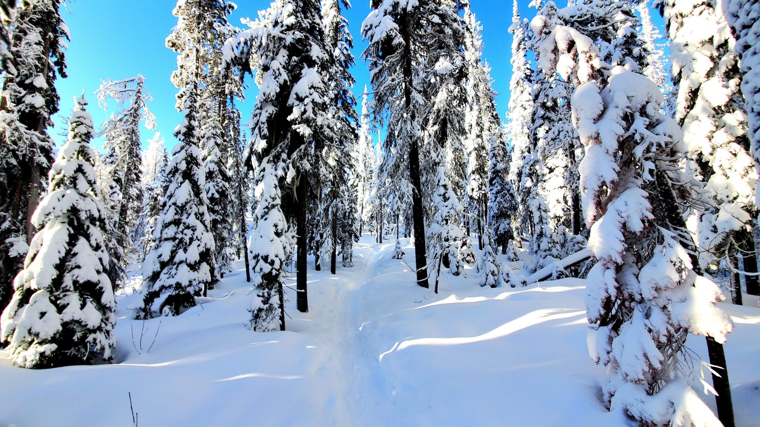 A snow-covered trail running between tall pines above Rossland.